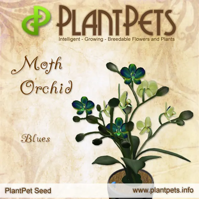 Poster for Moth Orchid *Blues*