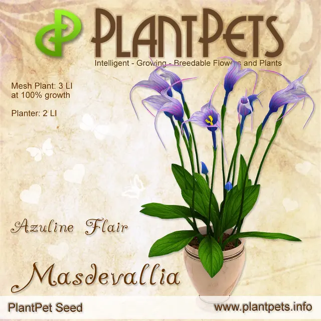 Poster for Masdevallia *Azuline Flair*
