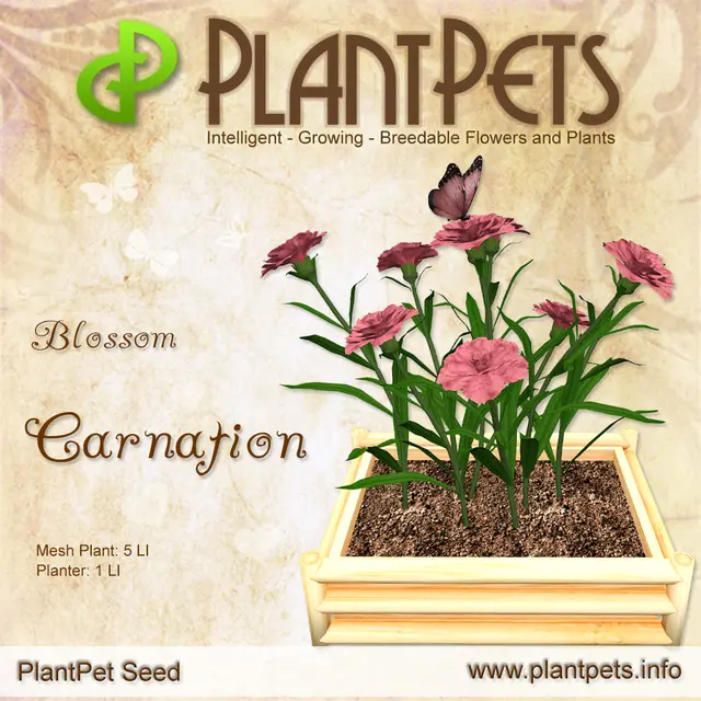 Poster for Carnation *Blossom*