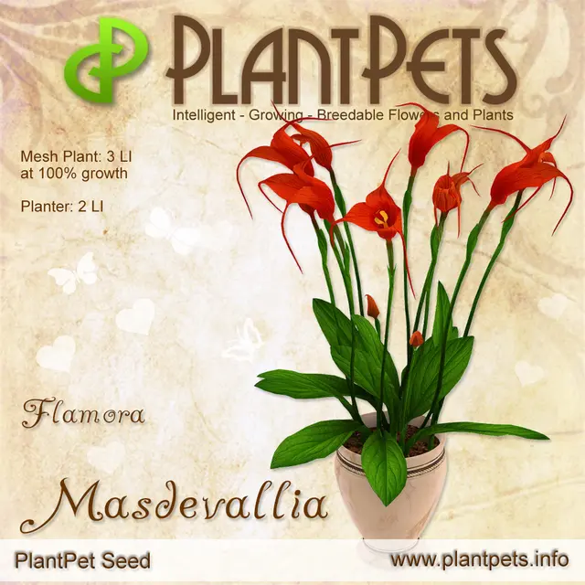 Poster for Masdevallia *Flamora*