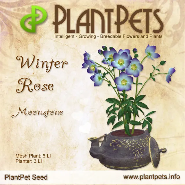 Poster for Winter Rose *Moonstone*