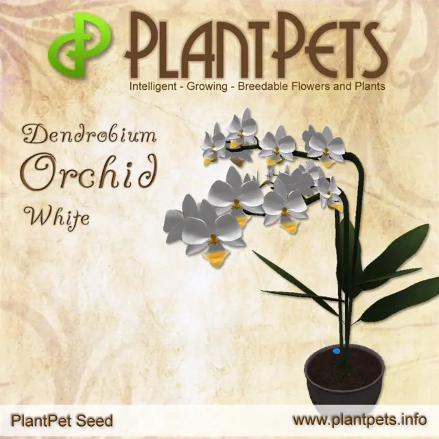 Poster for Dendrobium Orchid *White*