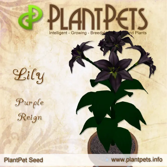 Poster for Lily *Purple Reign*