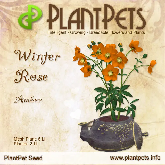 Poster for Winter Rose *Amber*