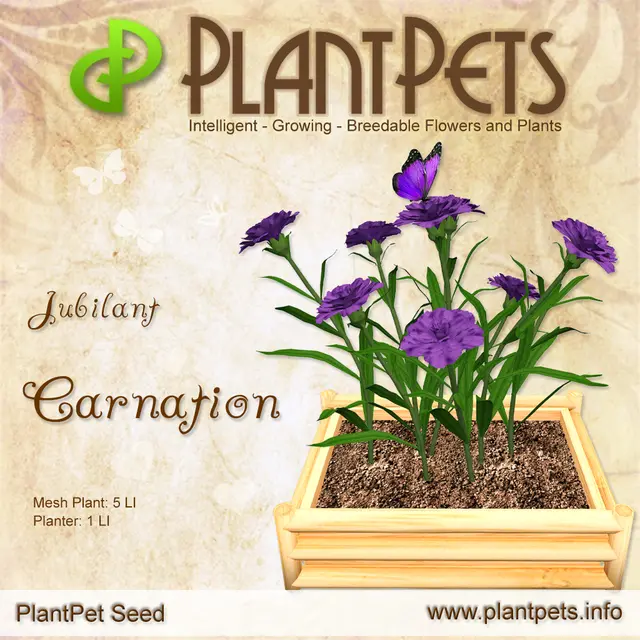 Poster for Carnation *Jubilant*