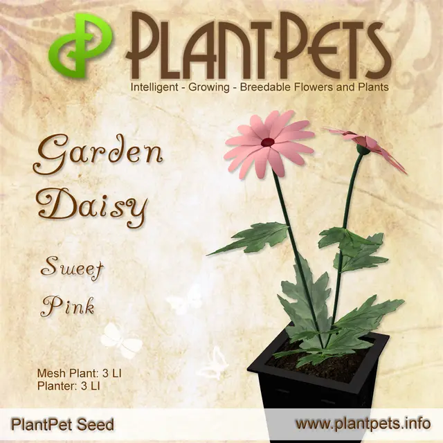 Poster for Garden Daisy *Sweet Pink*