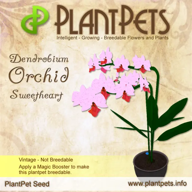Poster for Dendrobium Orchid *Sweetheart*