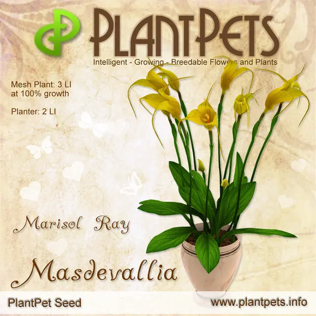 Poster for Masdevallia *Marisol Ray*