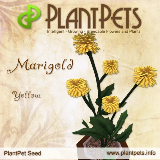Poster for Marigold *Yellow*