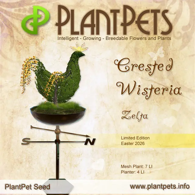 Poster for Crested Wisteria *Zelta*