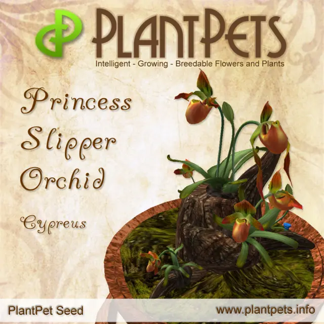 Poster for Princess Slipper Orchid *Cypreus*