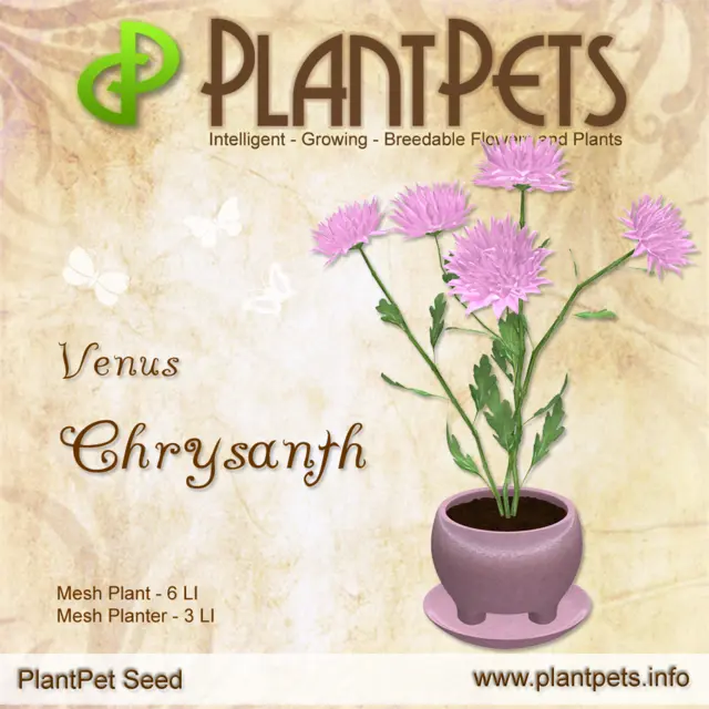 Poster for Chrysanth *Venus*