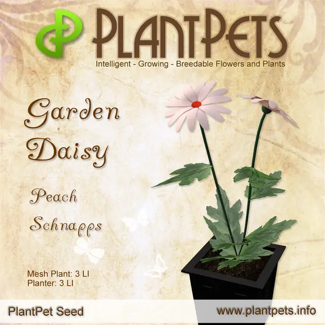 Poster for Garden Daisy *Peach Schnapps*