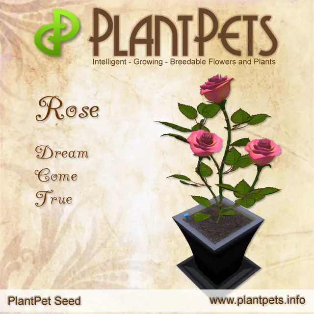 Poster for Rose *Dream Come True*