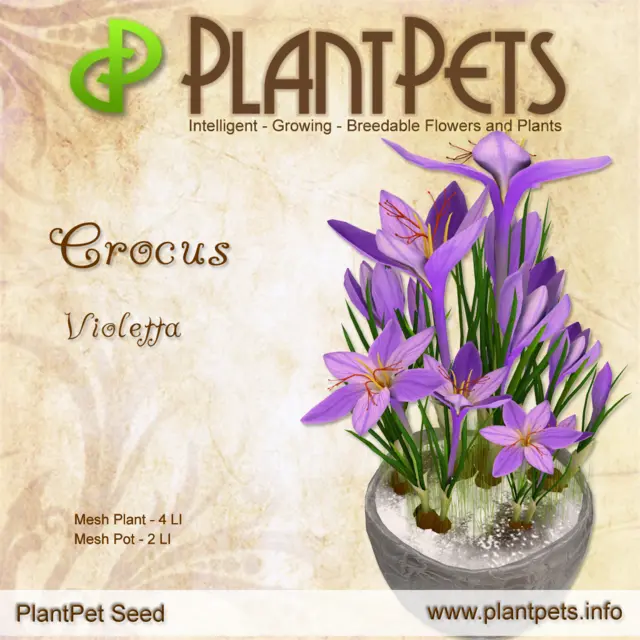 Poster for Crocus *Violetta*