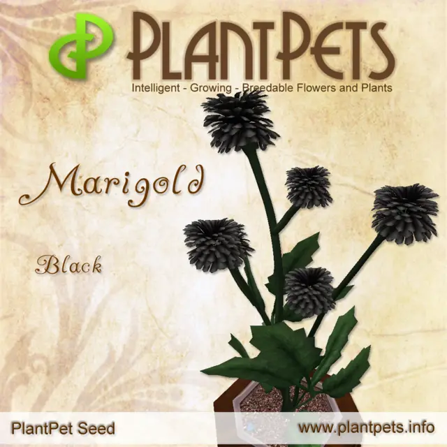 Poster for Marigold *Black*