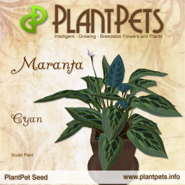 Poster for Maranta *Cyan*