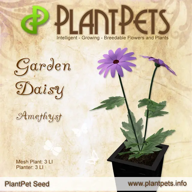 Poster for Garden Daisy *Amethyst*