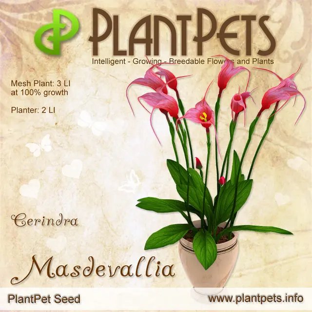 Poster for Masdevallia *Cerindra*