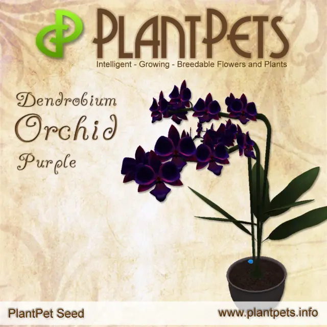 Poster for Dendrobium Orchid *Purple*