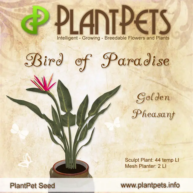 Poster for Bird of Paradise *Golden Pheasant*