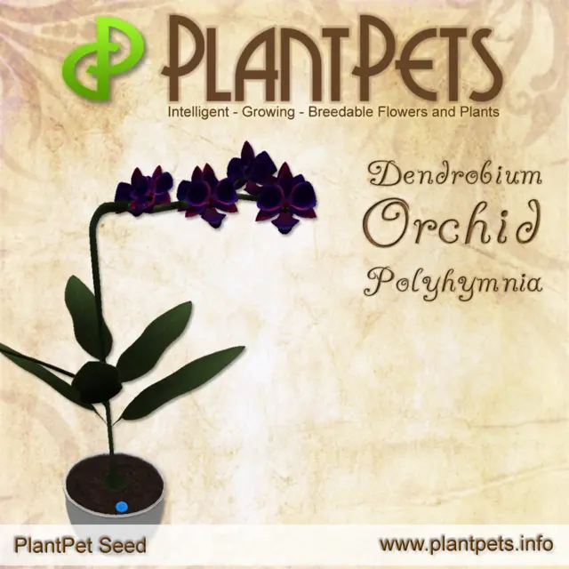 Poster for Dendrobium Orchid *Polyhymnia*