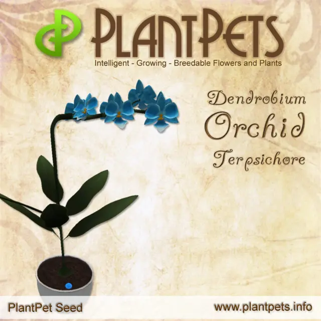 Poster for Dendrobium Orchid *Terpsichore*