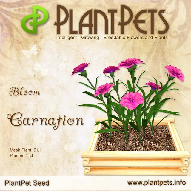 Poster for Carnation *Bloom*