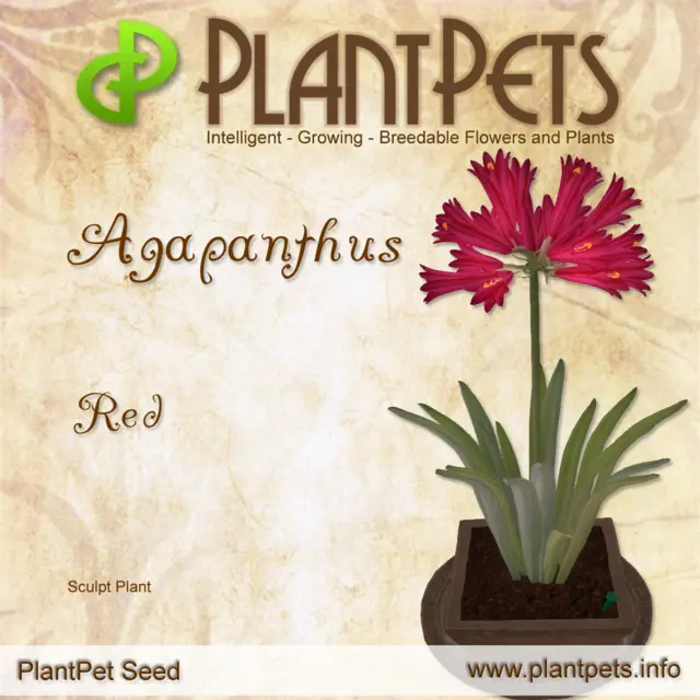 Poster for Agapanthus *Red*