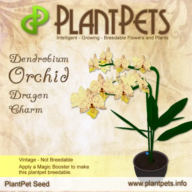 Poster for Dendrobium Orchid *Dragon Charm*