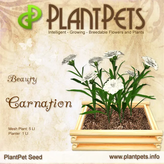 Poster for Carnation *Beauty*