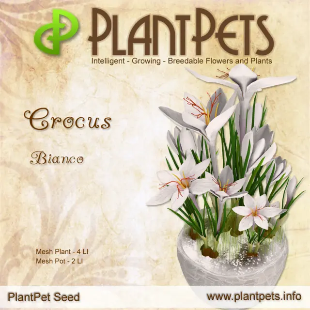 Poster for Crocus *Bianco*
