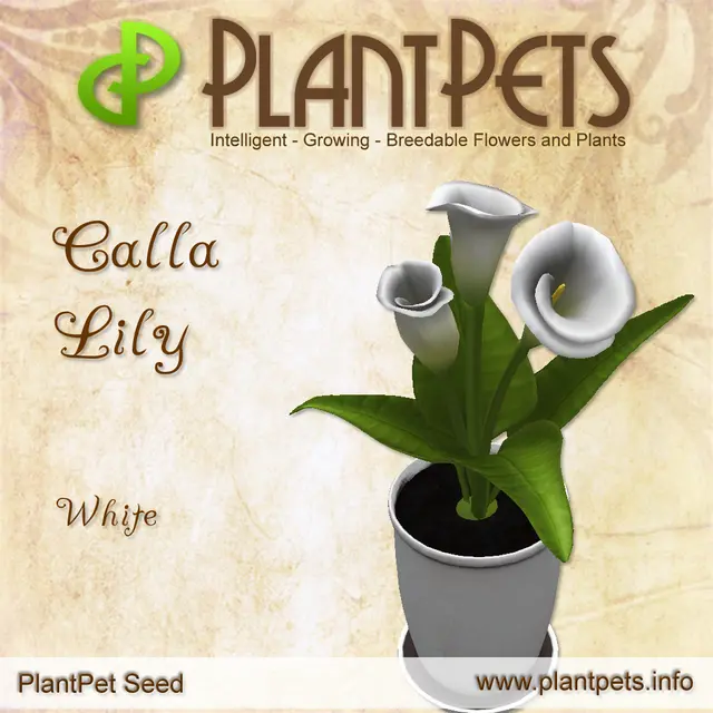 Poster for Calla Lily *White*